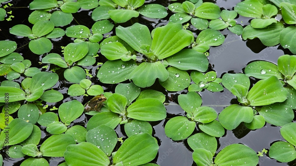 Frog Resting on Water Lettuce with Raindrops, 빗방울 맺힌 부레옥잠 위의 개구리 Frog Resting on Water Lettuce with Raindrops, 빗방울 맺힌 부레옥잠 위의 개구리