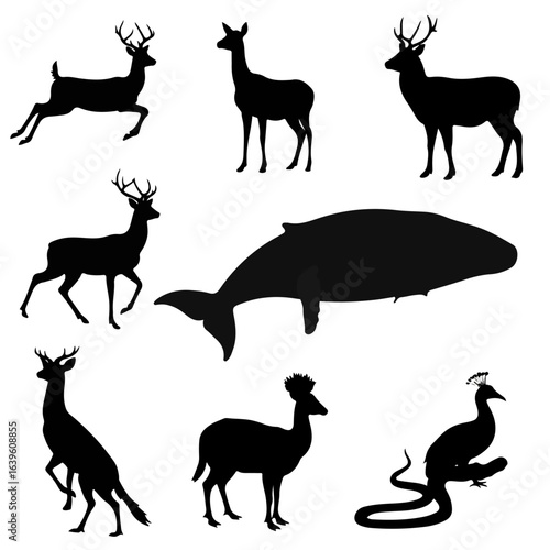 Beautiful Silhouette Images: A Guide to Photography, Art & Inspiration