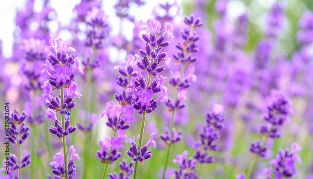 Obraz premium Purple lavender blossoms outdoor garden