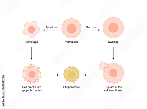 Apoptosis, programmed cell death. Necrosis, pathologic cell death. Vector illustration.