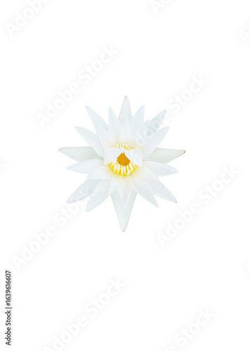 white waterlily on white background