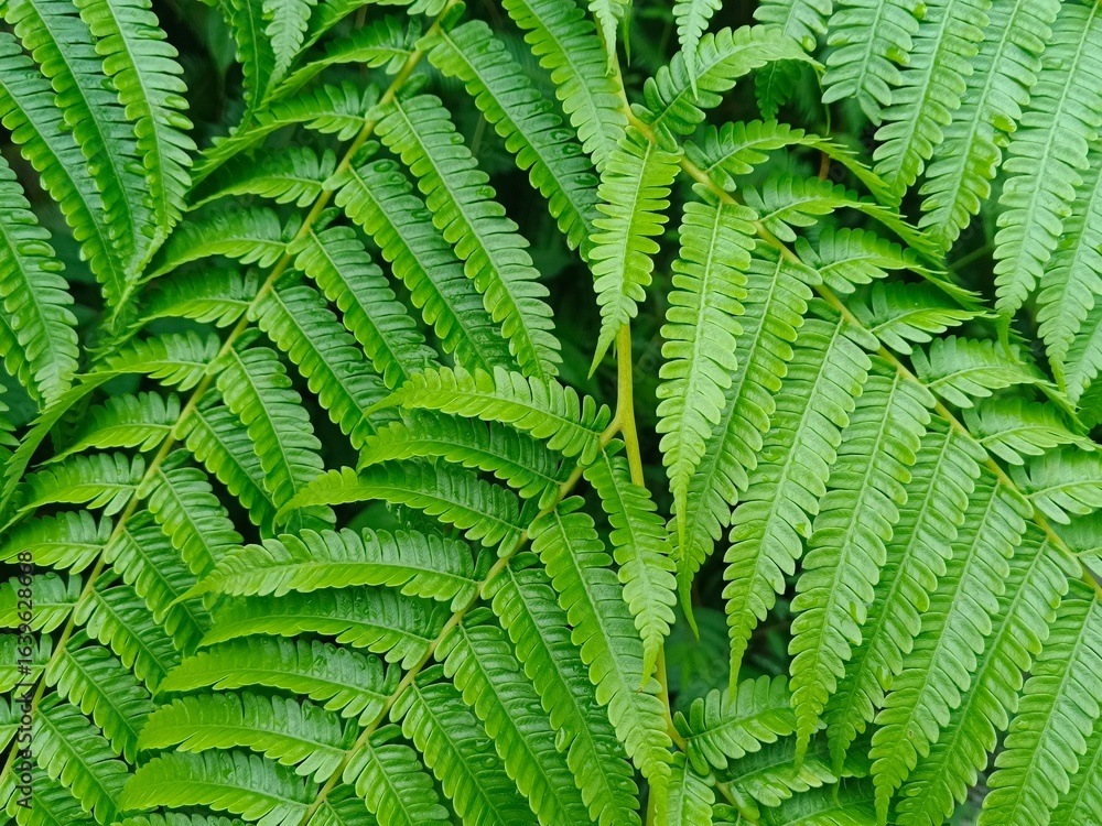 fern leaf background fern leaf background