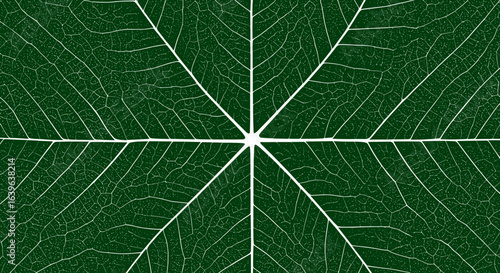 Exploring leaf patterns in nature close-up view macro photography green environment natural designs. Vector illustration