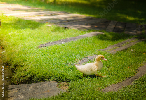 Ducklings are looking for food in the farm when they enter.