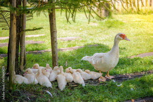 Mother duck and her ducklings are sleeping on the farm at dawn.