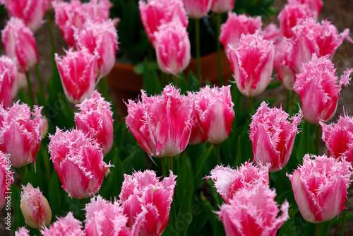 Close up of the pink and white variegated flowers of the fringed garden tulip Huis ten Bosch.