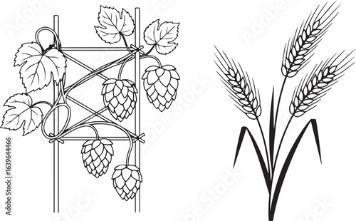 Hop and wheat monochrome illustration.