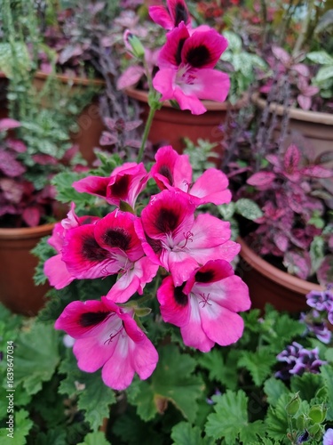 Wallpaper Mural pink hydrangea flowers Torontodigital.ca