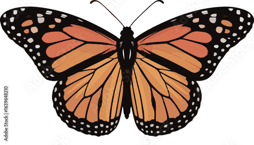Monarch butterfly with open wings on a white background