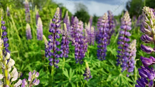 Time-lapse footage of vibrant flowers in the wind, lupines out of focus