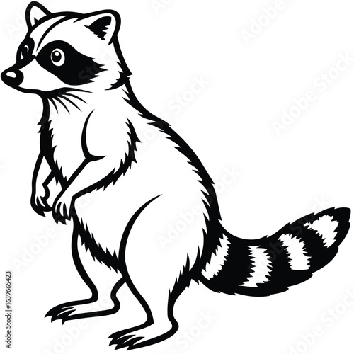 Vector art of black and white illustration of a raccoon standing on its hind legs, isolated on white background