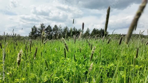 the grass swaying in the wind in a green summer field