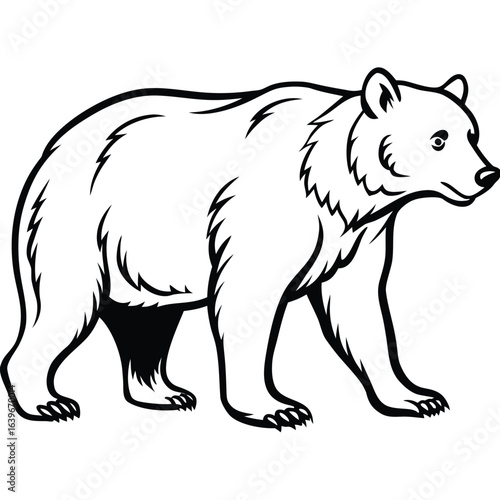 Vector art of black and white illustration of a grizzly bear walking, isolated on white background
