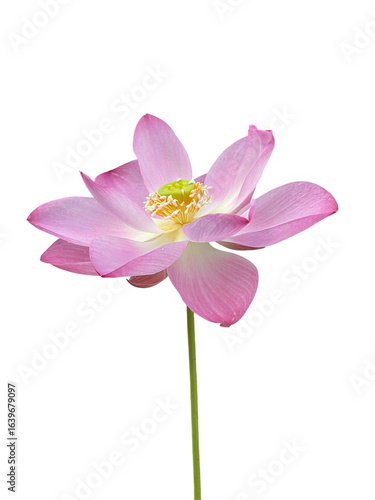 PNG image of a Pink Lotus flower (Nelumbo nucifera) with transparent background, perfect for Asian-inspired designs, spa and wellness branding, meditation artwork, and floral decorations. This sacred 