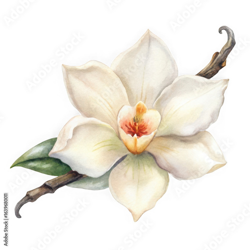 Delicate white vanilla orchid flower isolated on transparent background