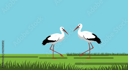 Storks walking together in a green field nature scene animated illustration bright day peaceful concept. Vector illustration