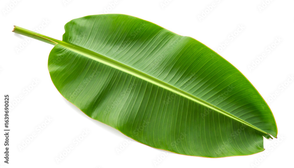 Fototapeta premium green leaf isolated on white background