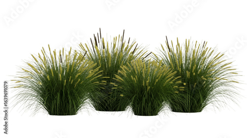 Group of decorative wild grass tufts with seed heads, isolated cutout for landscape design