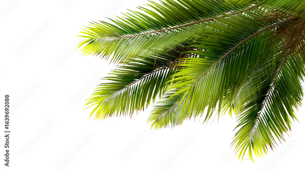 Naklejka premium Palm Fronds Swaying Gently Against a White Background