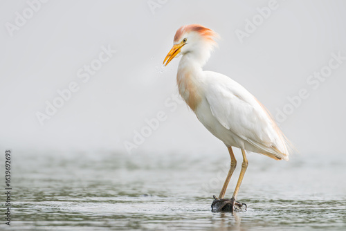Vászonkép Western cattle egret