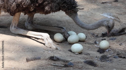 ostrich sits on eggs. Ostrich collects its eggs. High quality 4k footage