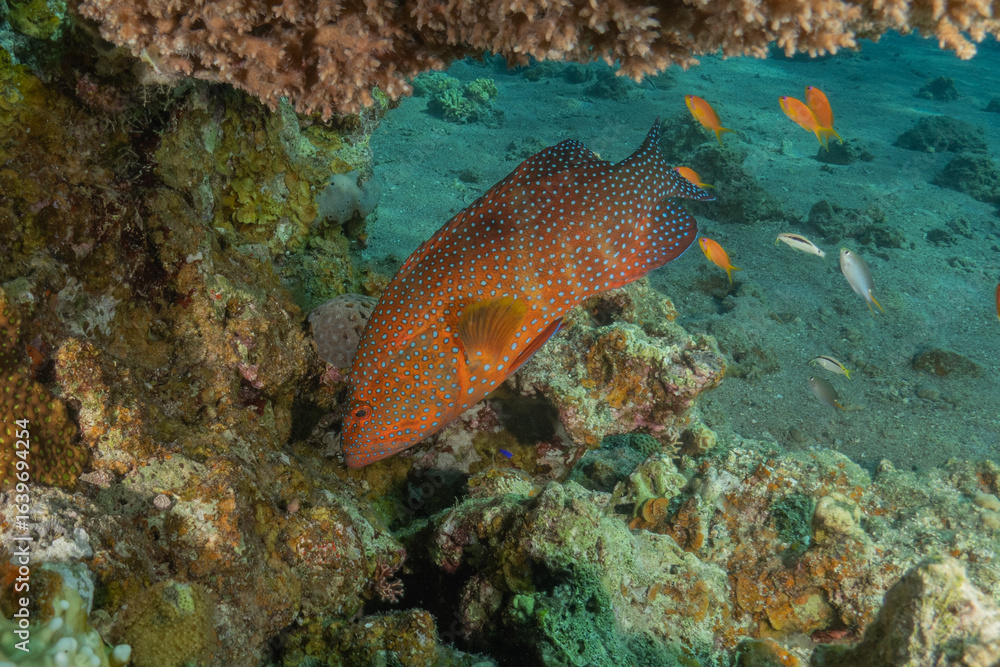 Fototapeta premium Fish swimming in the Red Sea, colorful fish