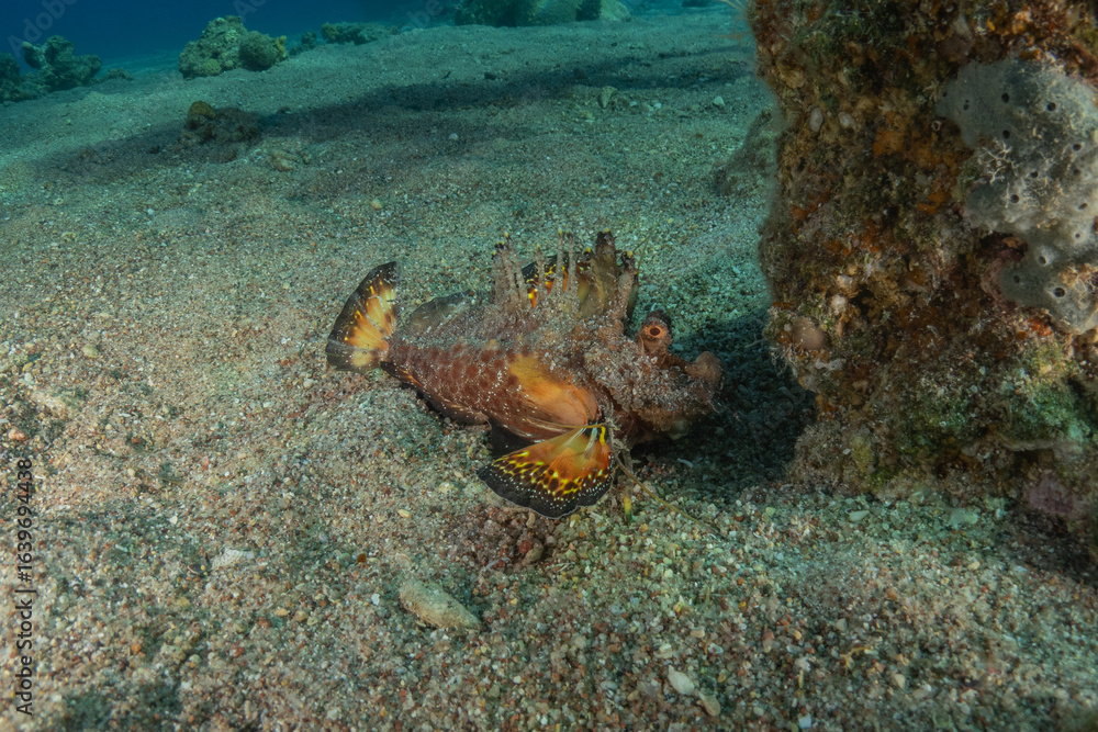Fototapeta premium Lionfish (Pterois miles) in the Red Sea, colorful fish, Eilat, Israel 