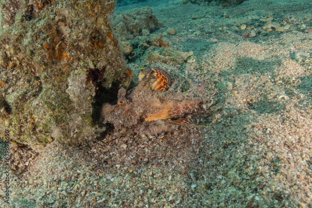 Obraz premium Fish swimming in the Red Sea, colorful fish