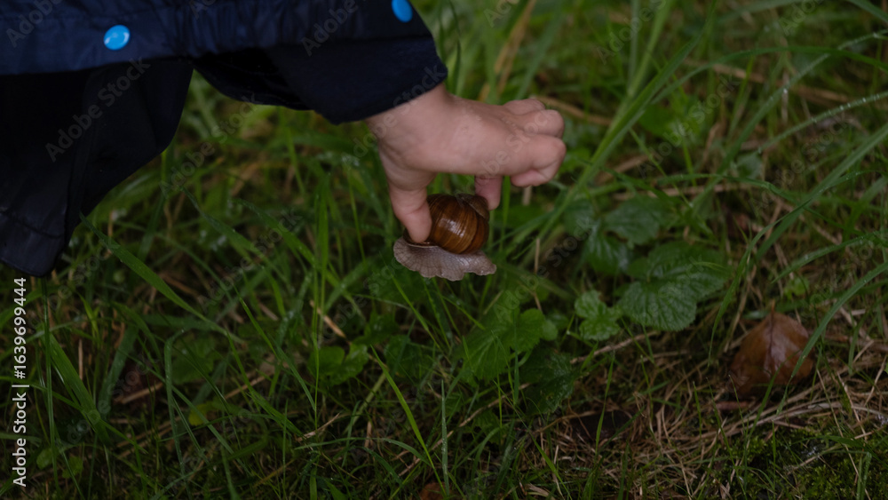 Fototapeta premium Child s hand holding a brown snail in green grass after rain