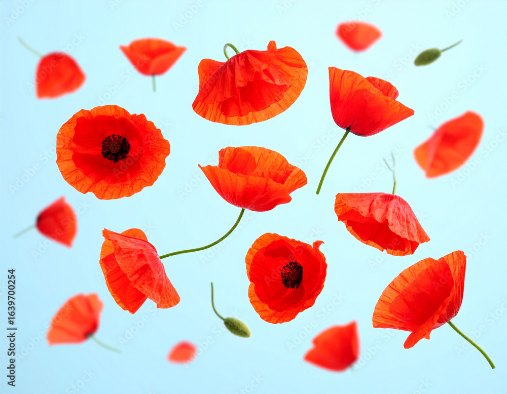 Fototapeta premium Red Poppy Flowers Levitating On A Soft Blue Background