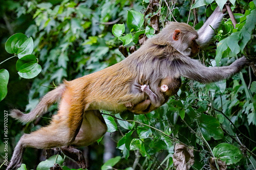Mother monkey jumping with her precious cargo little baby holding tight 