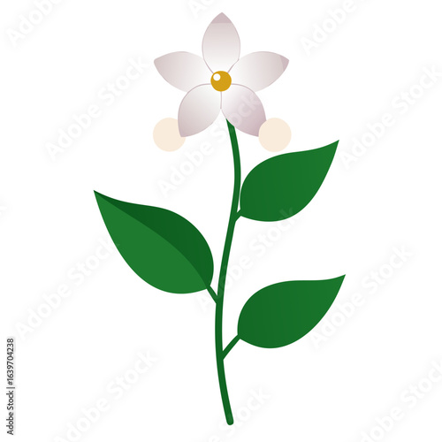 matthiola incana alba vector  on white