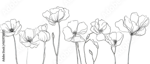 Black and white line drawing of several poppy flowers