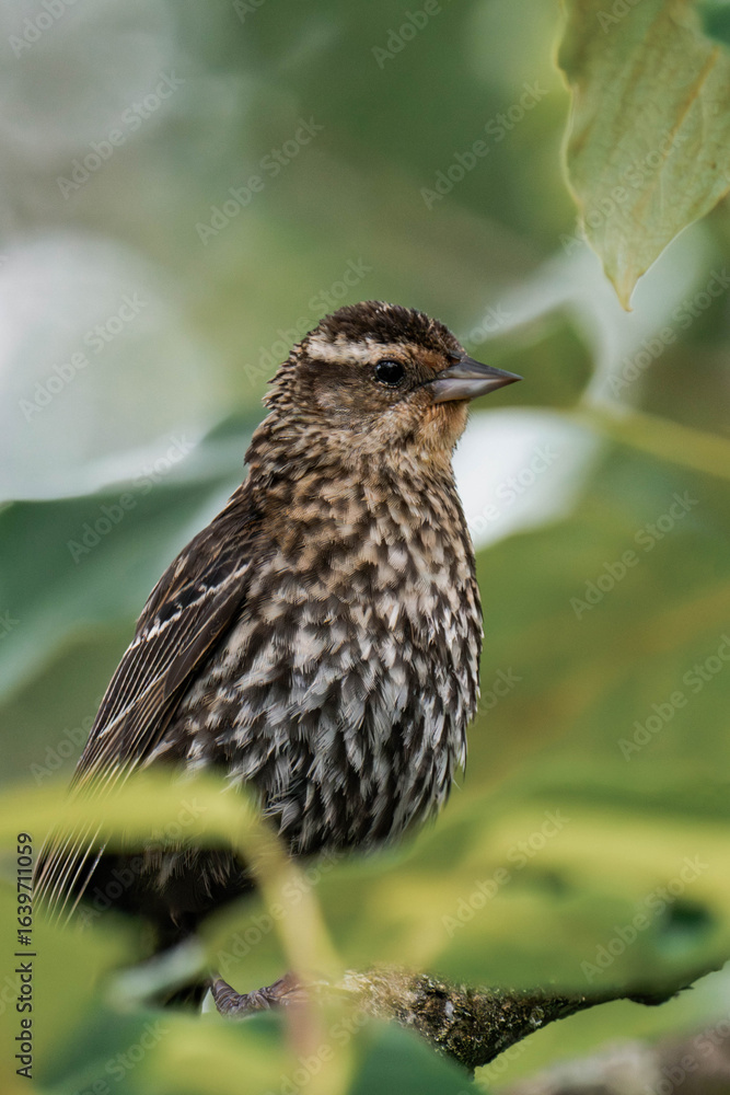 Fototapeta premium Female red-winged blackbird (Agelaius phoeniceus)