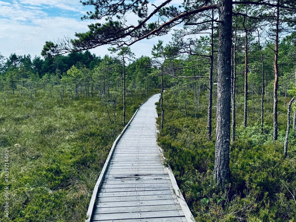 Fototapeta premium Located in southwestern Estonia, Soomaa National Park, Riisa trail in the Soomaa National Park