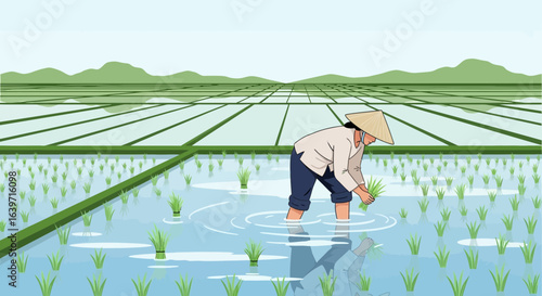 Traditional rice planting in the paddy fields with a conical hat worker