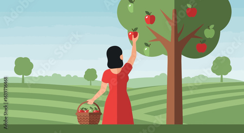 Harvest Season in the Orchard: A Woman Picking Ripe Apples on a Sunny Day