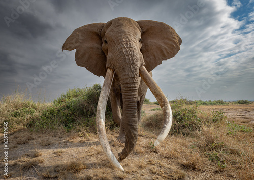 Canvas Print A large tusker elephant known as Craig in Amboseli National Park, Kenya, Afric