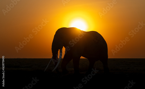 Canvas Print Elephants on safari in Amboseli National Park, Kenya, Africa