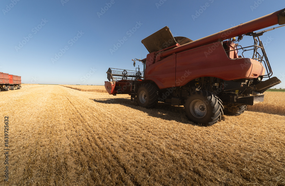 Obraz premium Combine harvester in field wheat