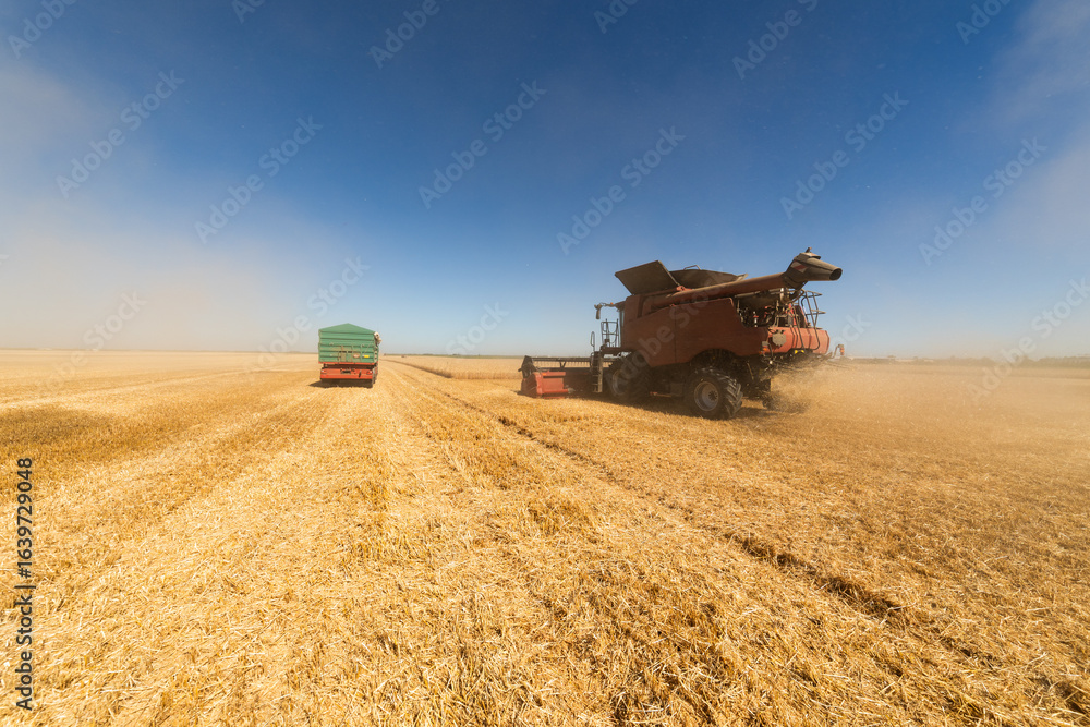 Naklejka premium Combine harvester in field wheat