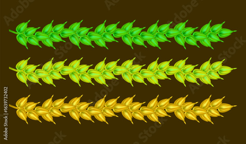 Different maturity spikes of wheat