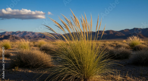 Fototapeta Naklejka Na Ścianę i Meble -  Spiky desert grass growing in arid landscape with mountains background. Hardy vegetation adapted to drought conditions in southwestern wilderness