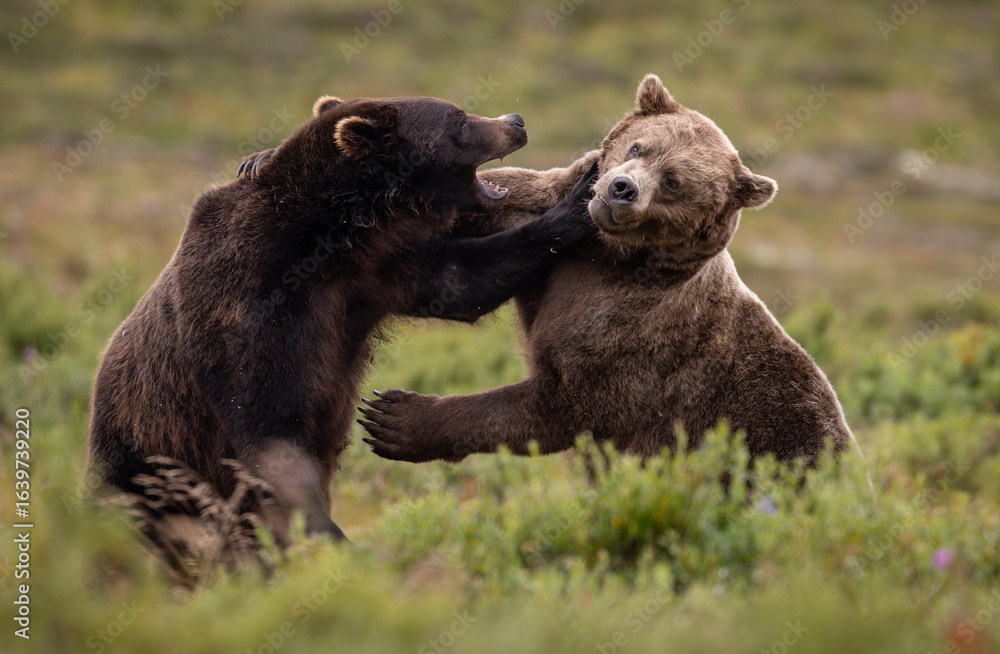 Fototapeta premium Brown bear in Katmai, Alaska during the sockeye salmon run