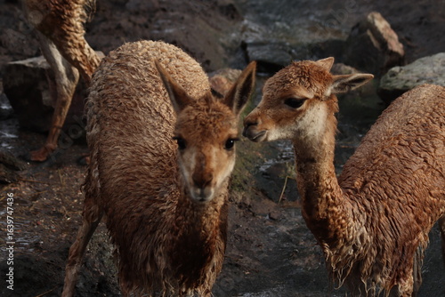 Obraz na płótnie Vicuña (Vicugna vicugna), a South American camelid