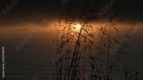 Silhouettes of field grass against the backdrop of the setting sun