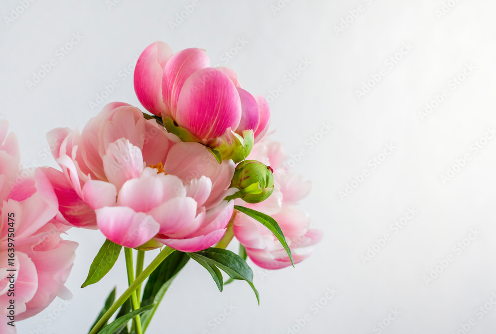 Obraz premium Beautiful peonies flowers on a light background. Postcard, place for inscription