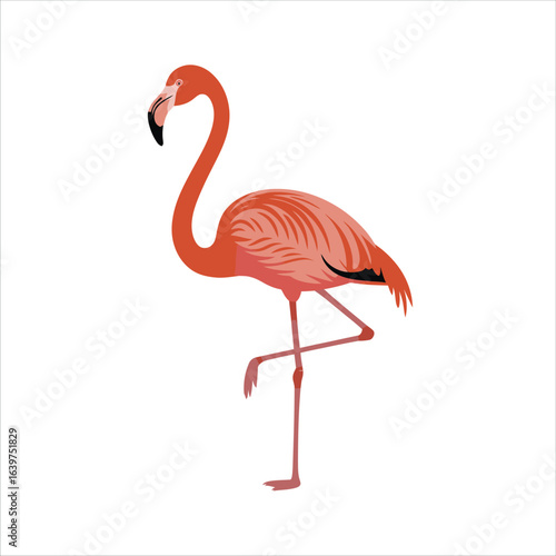 Vibrant orange flamingo standing on one leg against a white background