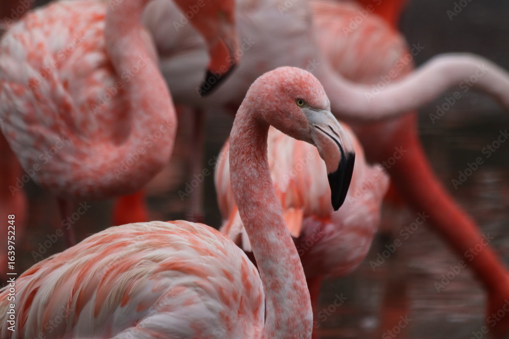 Obraz premium A striking pink flamingo stands out gracefully among a flock of other flamingos, showcasing its vibrant plumage and elegant posture.