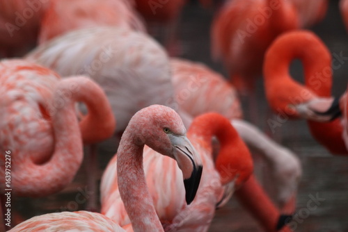 Photography Pink flamingo in the zoo avifauna Netherlands